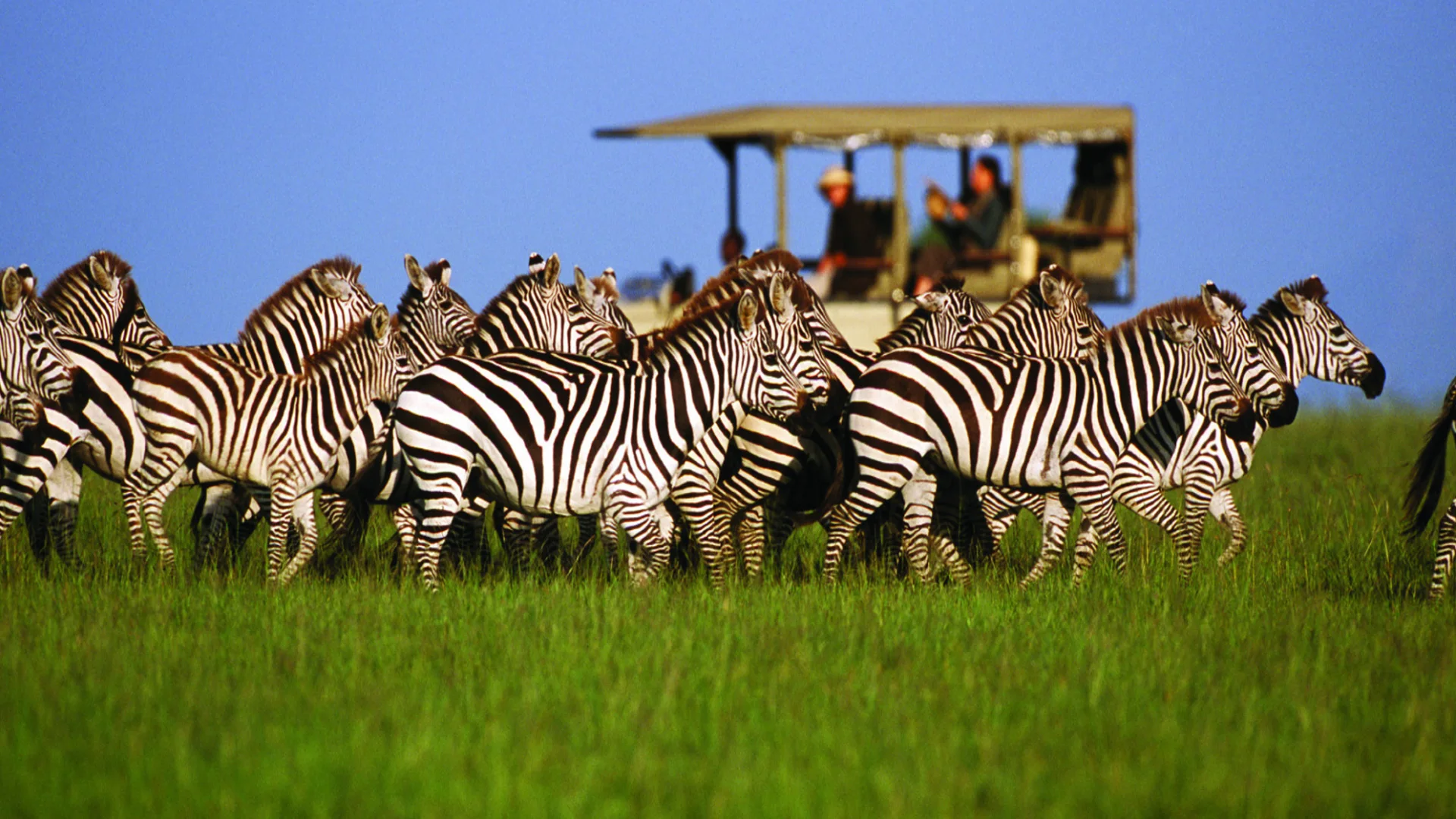 Serengeti-safaris-tanzania