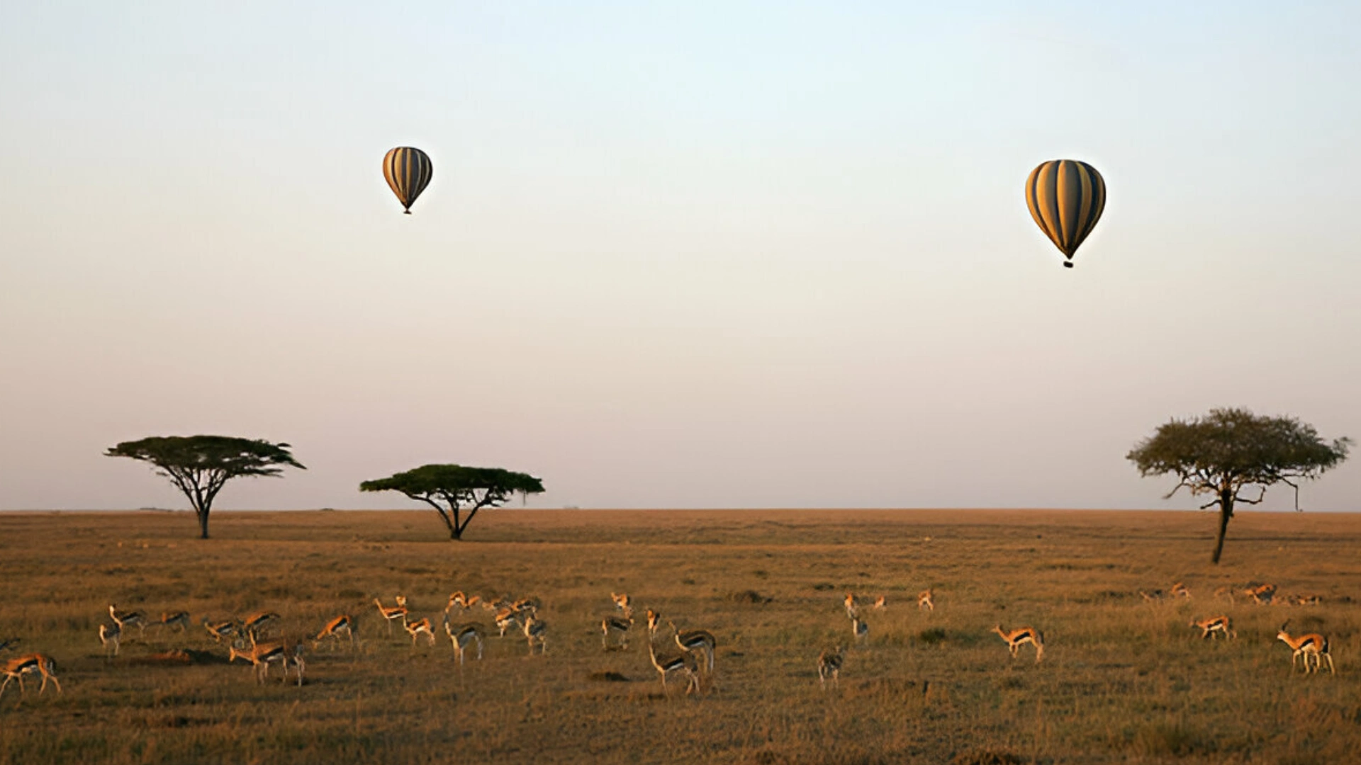 impala-hot-air-balloon-safaris-serengeti.webp