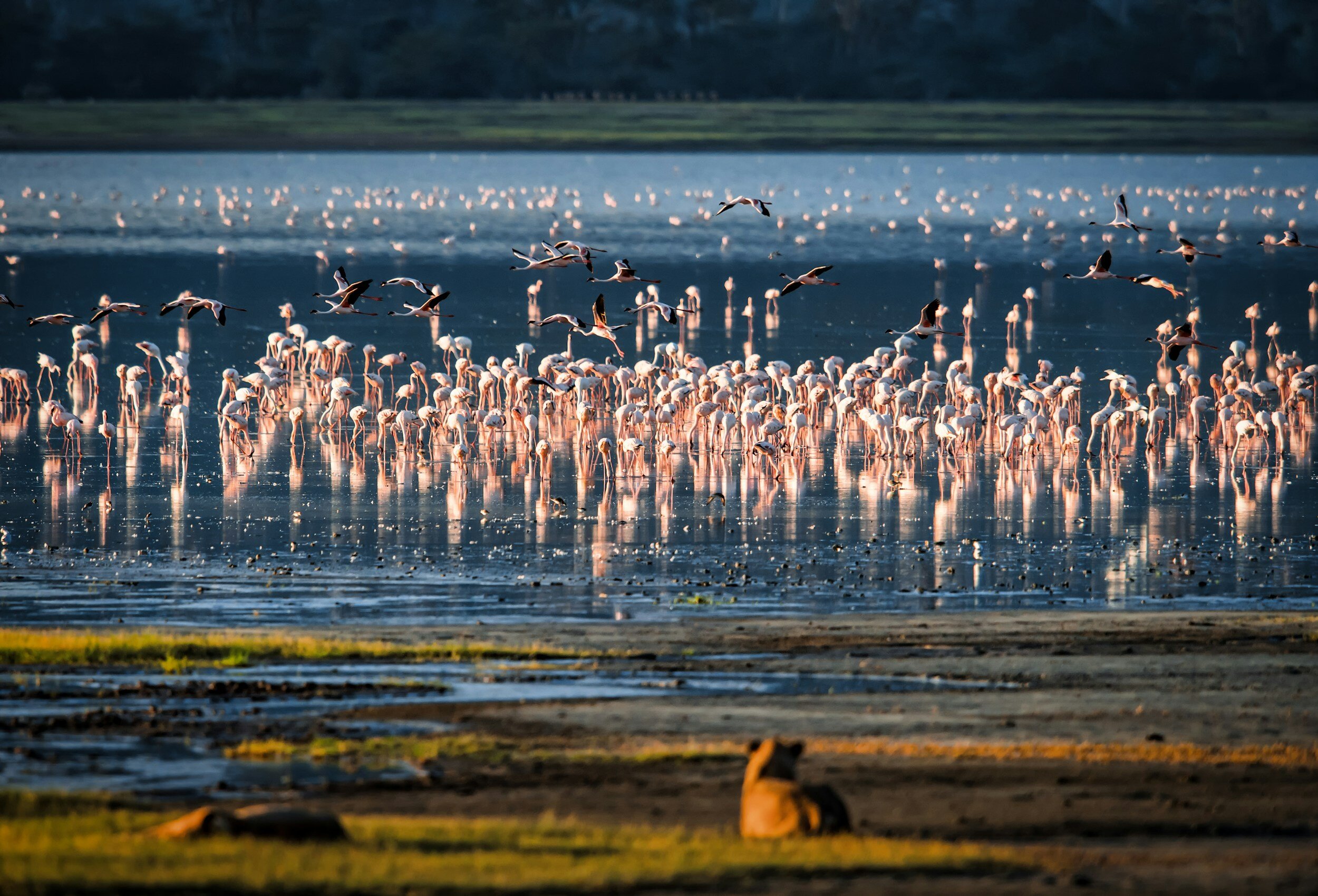 lakemanyara