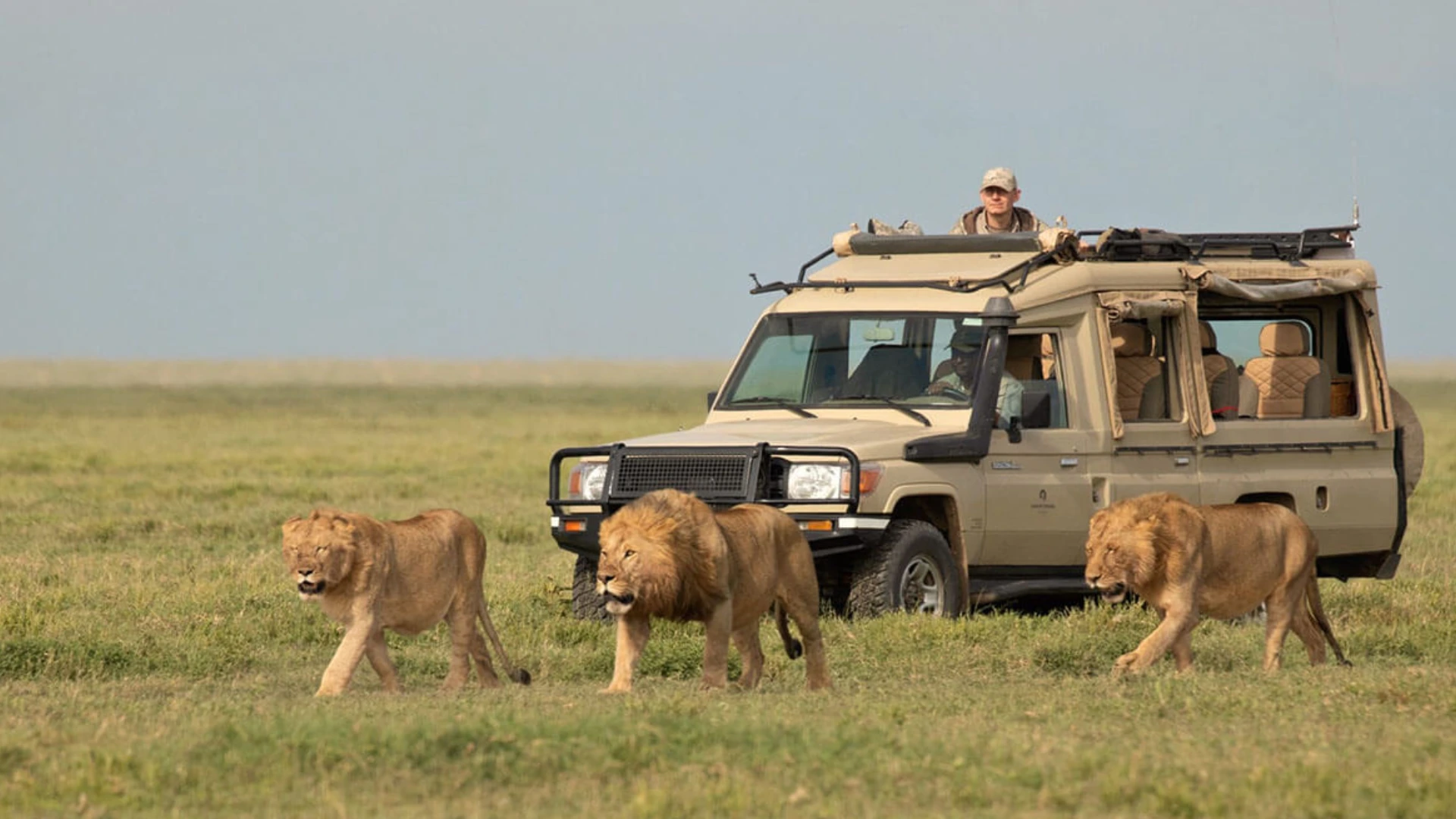 serengeti-big-cats.webp