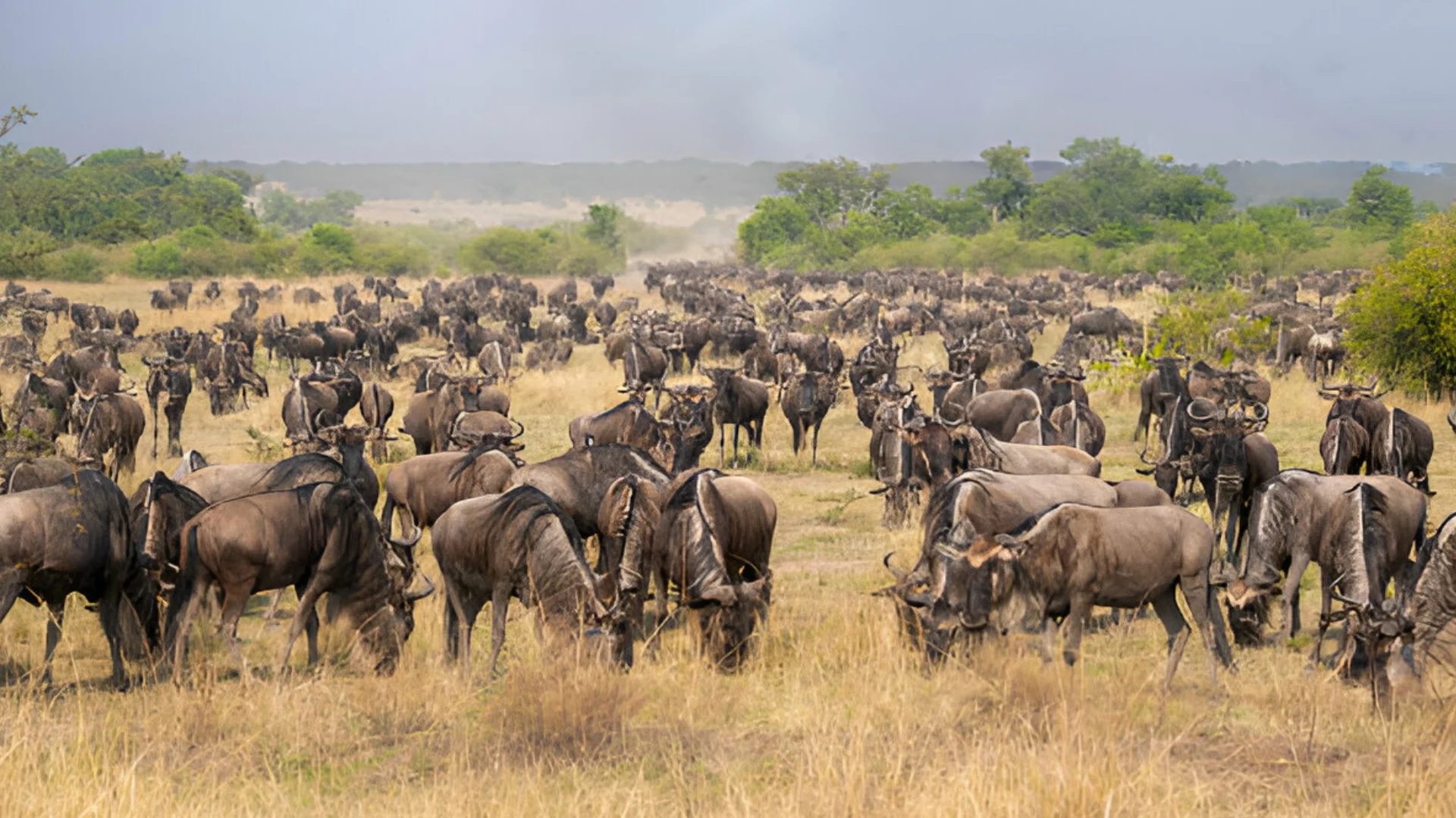 serengeti-migration-trip.webp