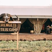 tortilis-serengeti-camp4