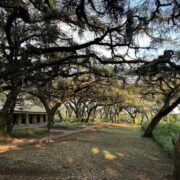 Ngorongoro Tortilis Camp2