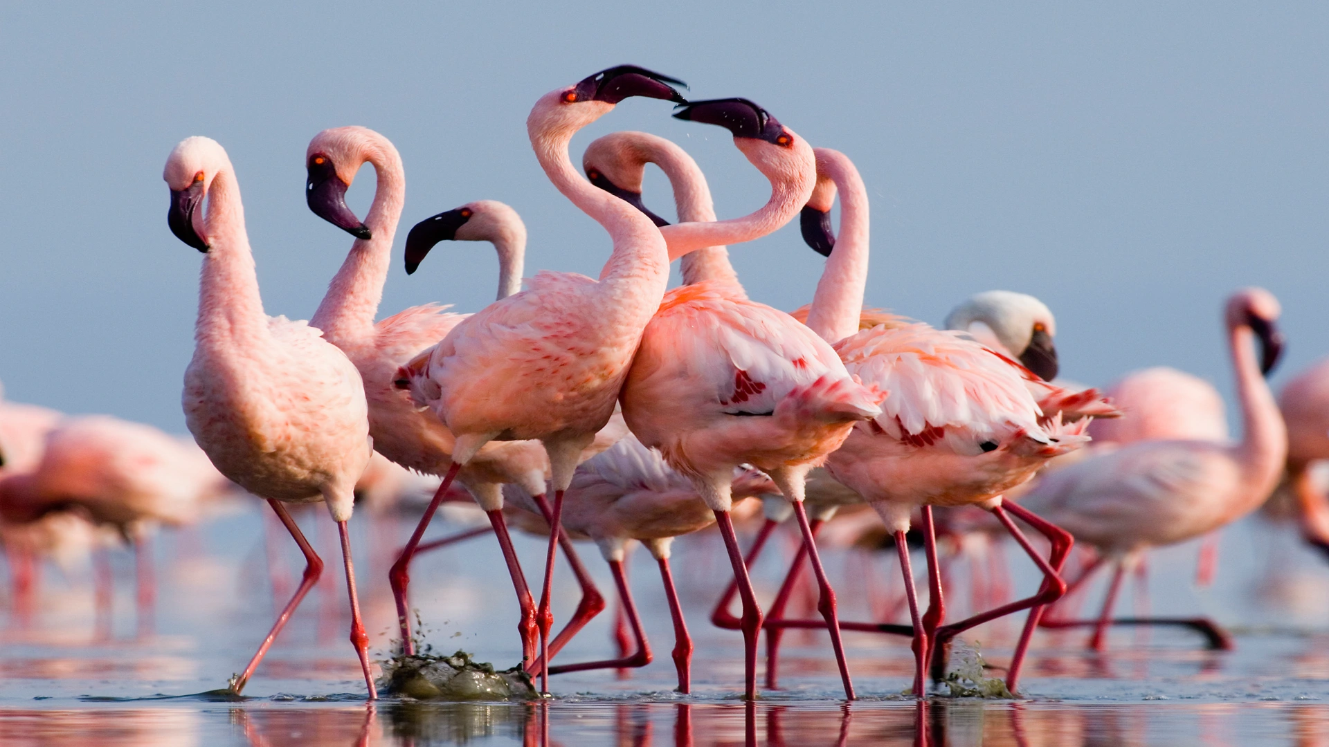 flamingo-birds