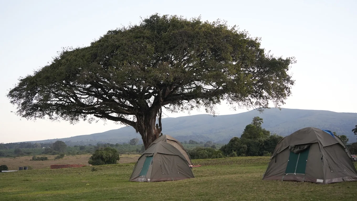 Ngorongoro simba campsite