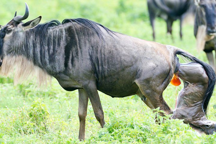 Calving Season