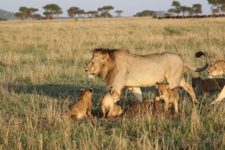 Family Safari