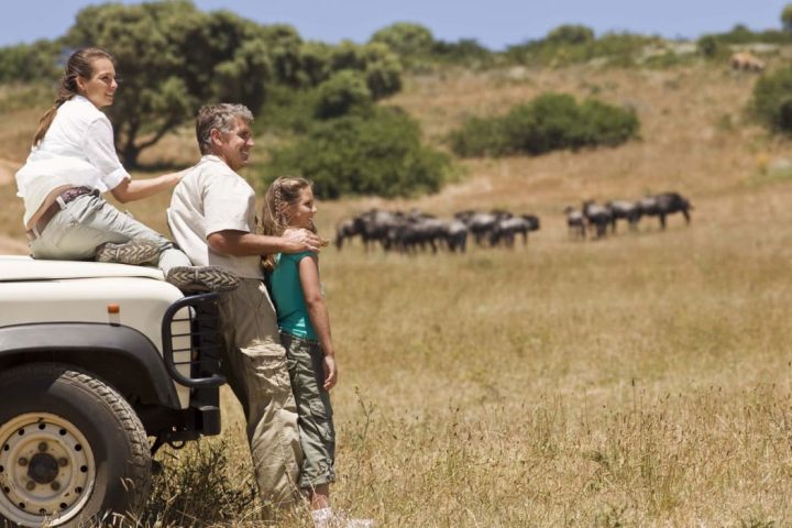 Family safari