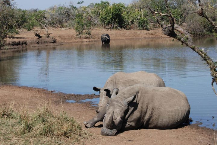 Katavi-national-park-wild