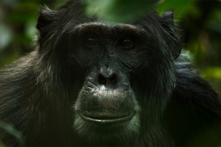 Mahale-chimpanzee