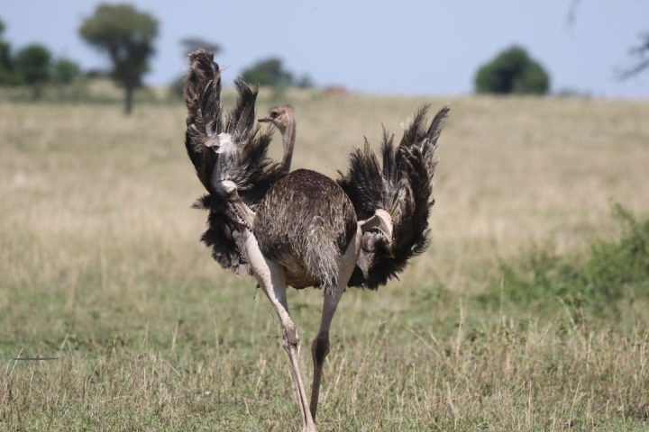 Serengeti Luxury Safari