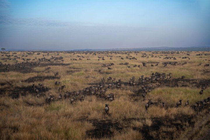 Serengeti-great-beast-migration