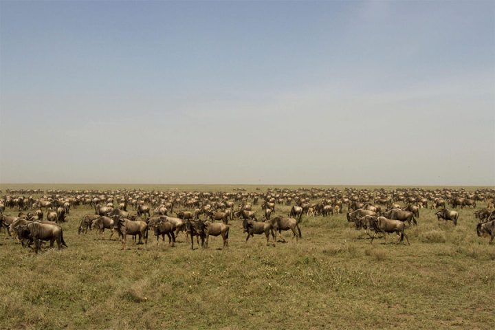 Serengeti-great-migration