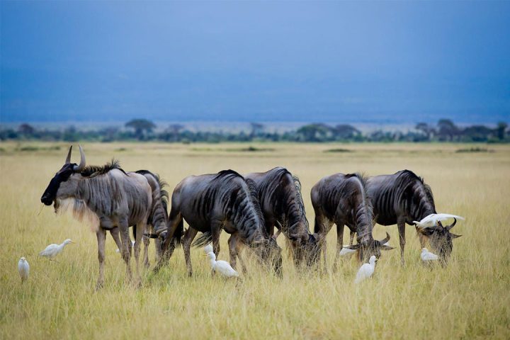 tanzania-family-safari.44